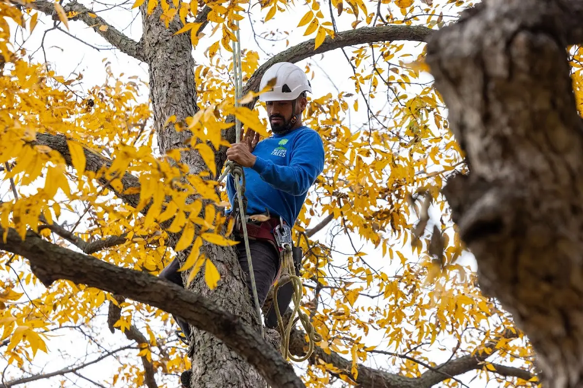 Skilled Tree Planting crew working in Stroudsburg